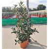 PianteWeb Pianta Photinia Red Robin