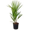 Bloomique - Chamaerops Humilis - Palma Nana Europea - Palma da Giardino - Resistente al Freddo - Alta 40-50 cm - Vaso 15 cm