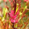 PianteWeb Pianta Gaura