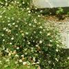 Generic Semi di margherita spagnola, Erigeron karvinskiano, regali per gli amanti del giardino semi di selvatici 200pcs