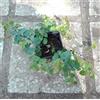 PianteWeb 40pz Pianta Ficus Repens