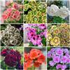 Generic Semi di geranio, selvatici Pelargonium hortorum, perenni biologici semi di geranio 400pcs