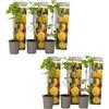 Plant in a Box - Rubus idaeus 'Fallgold' - Giallo - Set di 6 - Vaso 9cm - Altezza 25-40cm