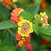 PianteWeb 40pz Pianta Lantana Camara