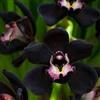 Generic 25 Pezzi di Orchidea Nera
