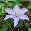 le Georgiche Vivai le Georgiche - Pianta vera di Clematis Justa Clematide 'Justa' - vaso Ø 15 cm