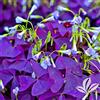 Generic Piantagione et jardin simples, pérennes, decorazione stagionale, bulbes d'acétoselle, decorazione du jardin-7Bulbi