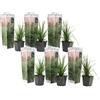Plant in a Box - Erba pampa rosa - Set di 6 - Cortaderia Selloana - Vaso 9cm - Altezza 25-40cm