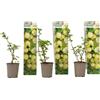 Plant in a Box - Uva spina - 3 pezzi - Ribes uva- crispa - Altezza 25-40cm - ⌀9cm