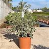 PianteWeb Pianta Agrifoglio Variegato - Ilex Aquifolium