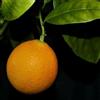 Vivai Decandia Giovanni PIANTA DI ARANCIO OVALE CALABRESE innesto basso in vaso 20 (foto reali)