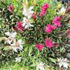PianteWeb 40pz Pianta Gaura Lindheimeri