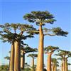 Generic semi dell' baobab balcone Baobab, giardino raro giardino semi di ornamentale biologico, resistente al freddo invernale. resistenti 25pcs
