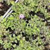 PianteWeb 40pz Pianta Lantana Sellowiana