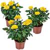 Bloomique - Set di 3 - Rosa in Vaso Gialla - Adatta per Interno ed Esterno - Piante da Interno, Giardino e Terrazzo - Resistente al Freddo - Altezza 20-30 cm - Vaso 12 cm