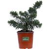eGarden.store Pianta di Callistemon pianta da esterno pianta da giardino pianta Ornamentale in vaso pianta vera di Callistemon venduta da eGarden.store (Callistemon Little John)