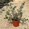 PianteWeb Pianta Agrifoglio Variegato - Ilex Aquifolium