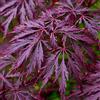 GardenersDream Acer palmatum dissectum 'Garnet' | Acero Giapponese Latifoglie in vaso