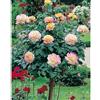 AMDGarden Rosa ad Alberello MME A. Gioia Pace ® Meilland h 120 cm in Vaso 24 cm Fiori Rosa Giallo