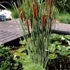 Bloomique - Set di 3 - Typha Latifolia - Tifa Maggiore - Mazza Sorda - Pianta da Stagno - Resistente al Freddo - Zona 2-3 - Alte 15-25 cm - Vaso 9 cm