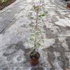 PianteWeb Albero Carrubo