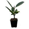PianteWeb 40pz Pianta Laurocerasus