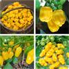 Generico Semi di Peperoncino Habanero giallo dei Caraibi, Piccantezza Medio Alta 200 Pezzi habanero yellow chili pepper seeds