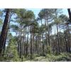 Generico 30 Semi di Pino Silvestre (Pinus Sylvestris)