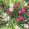 PianteWeb 40pz Pianta Gaura Lindheimeri