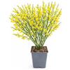POWERS TO FLOWERS - GINESTRA GIALLA, VARIETA' 'ALL GOLD', VASO 12CM DIAMETRO, pianta vera