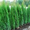 Vivaio di Castelletto Tuia Smeraldo Thuja Occidentalis Smaragd pianta da siepe sempreverde in Vaso ø19 cm h. 60/70 cm, Vivaio di Castelletto