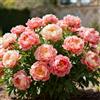 CUIKWA Peonia profumata/Per abbellire il giardino/Facile da coltivare e fiorisce nello stesso anno-1 PCS-E