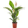 GardenersDream Spathiphyllum, gigante pianta d'appartamento, purifica l'aria in casa.