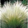 PianteWeb 40pz Pianta Stipa Pennata