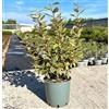 PianteWeb Pianta Elaeagnus Ebbingei Variegato ''Viveleg''