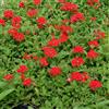 PianteWeb 40pz Pianta Verbena Peruviana Rossa