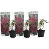 Plant in a Box - Buddleja Rosa - Set di 3 - Cespuglio di farfalle Resistente all'inverno per il giardino - Vaso 9cm - Altezza 25-40cm