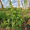 Generic Semi di aglio rucola, semi di Alliaria petiolata, cucina dell'orto perenni 300pcs