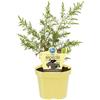 Generico Meyer Ginepro BIO su Vaso 12 cm Verde Cultivar Autofertile