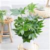 Generic 1 PIANTA DI FATSIA JAPONICA ARALIA VASO 17CM da interno