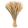 Generico Di Grano Essiccati Per Decorazione, 100 Pezzi Di Fasci Di Grano Essiccati, Mazzo Di Spighe Di Grrano Dorate Naturali, Bouquet Di Fiori Secchi Per Composizione In Stile Rustico, Decorazioni Con