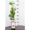 Generico Pianta di Ribes Rosso Viva in Vaso, 30 cm, 1 Unità, Verde e Bianco, per Esterno