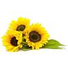 Generico Semi di Girasole Gigante | Semi da Orto e Giardino ad Alta Germinazione | Ideali per Coltivazione in Vaso e Terra | Fiori Ornamentali Giganti Facili da Coltivare e Resistente