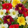 DUTCH BULBS EXCLUSIVE PLANTS FROM HOLLAN Piante Vere da Esterno - 5 Radici di Hemerocallis - Mix di 5 varietà - Perenni - Piante e Fiori Esclusivi dall'Olanda - Bianco-Rosso-Rosa-Viola (non semi, non bulbi, non artificiale)