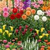 DUTCH BULBS EXCLUSIVE PLANTS FROM HOLLAN Bulbi Fiori Perenni da Esterno - 50 Bulbi Budget Border Collection - Piante e fiori esclusivi dall'Olanda - Resistenti & Perenni - per giardino, vasi e balcone (grandi, non semi, non artificiali)