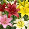 DUTCH BULBS EXCLUSIVE PLANTS FROM HOLLAN Bulbi Fiori Perenni da Esterno - 15 Bulbi di Gigli Matrix - Mix di 5 varietà (3 per ogni colore) - Piante e Fiori Esclusivi dall'Olanda - per giardino e vaso (non semi, non artificiali)