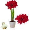 DUTCH BULBS EXCLUSIVE PLANTS FROM HOLLAN Bulbi di Amaryllis Double Dark Red - 1 bulbi fiori in grande formato 26/30 - Piante e fiori esclusivi dall'Olanda - Autentici Hippeastrum (senza semi, senza cera e non artificiali)