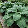 DUTCH BULBS EXCLUSIVE PLANTS FROM HOLLAN Piante Vere da Esterno - 3 Radici di Hosta T-Rex - Piante perenni a radice nuda - Piante e fiori esclusivi dall'Olanda - per giardino, vasi e balcone (non semi, non bulbi, non artificiali)