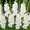 DUTCH BULBS EXCLUSIVE PLANTS FROM HOLLAN Bulbi Fiori Perenni da Esterno - 10 Bulbi Gladiolo Bianco - Piante e fiori esclusivi dall'Olanda - per giardino e vaso (grandi, non semi, non artificiali)