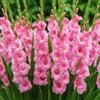 DUTCH BULBS EXCLUSIVE PLANTS FROM HOLLAN Bulbi Fiori Perenni da Esterno - 10 Bulbi Gladiolo Rosa - Piante e fiori esclusivi dall'Olanda - per giardino e vaso (grandi, non semi, non artificiali)